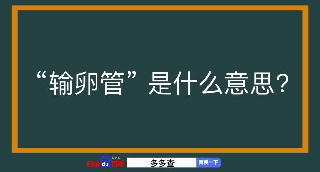 输卵管是什么意思？